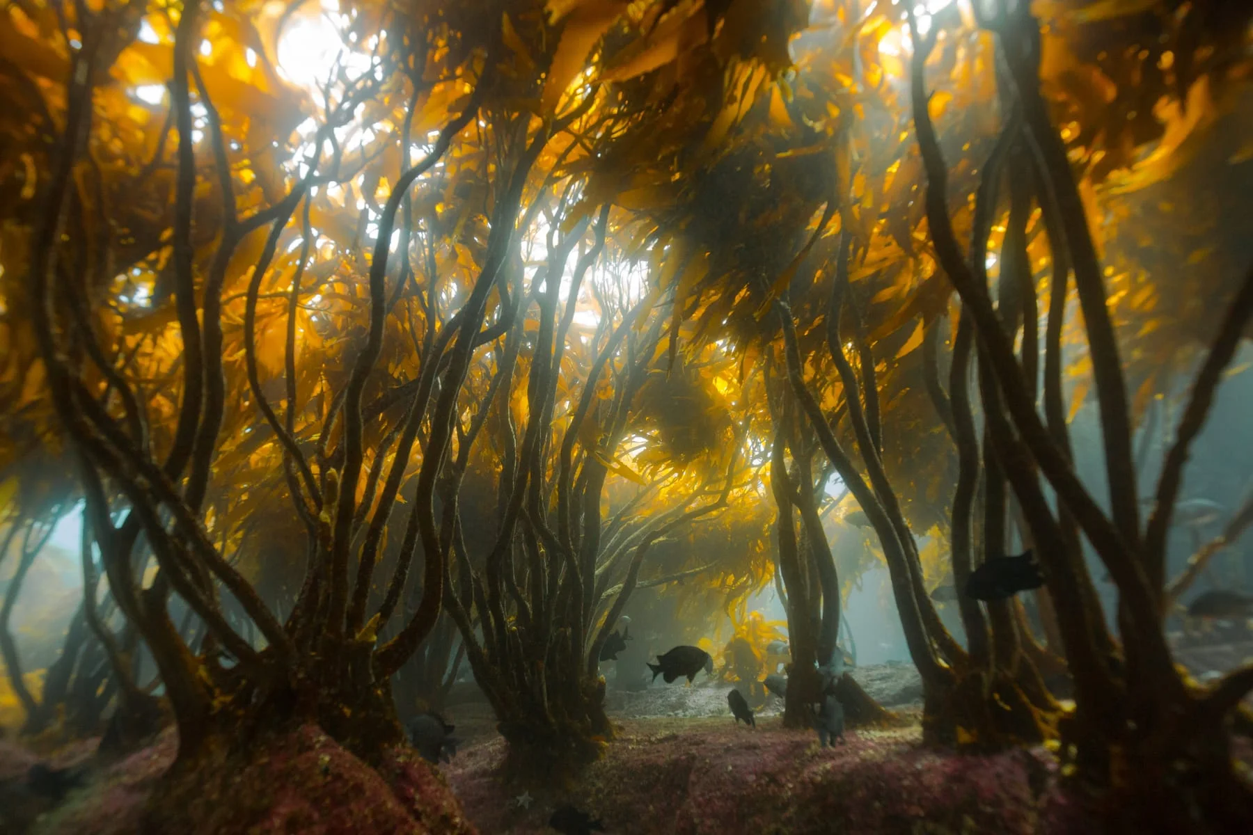 Kelpwald aus Riesentang der Art Lessonia trabeculata, Unterwasseraufnahme von Francis Pérez